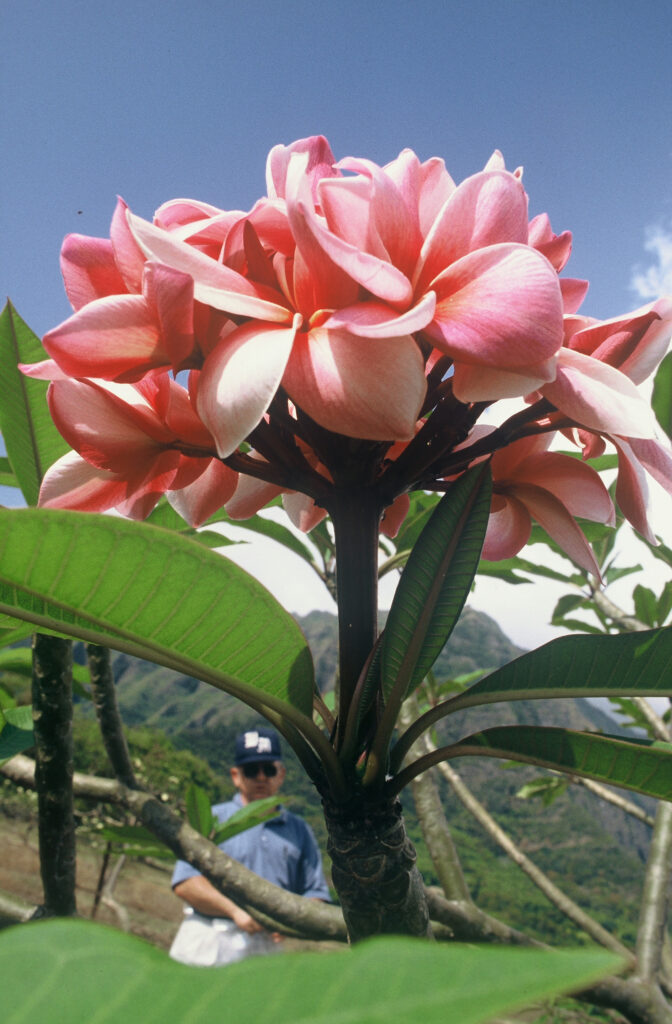 Kimi Moragne plumeria photo