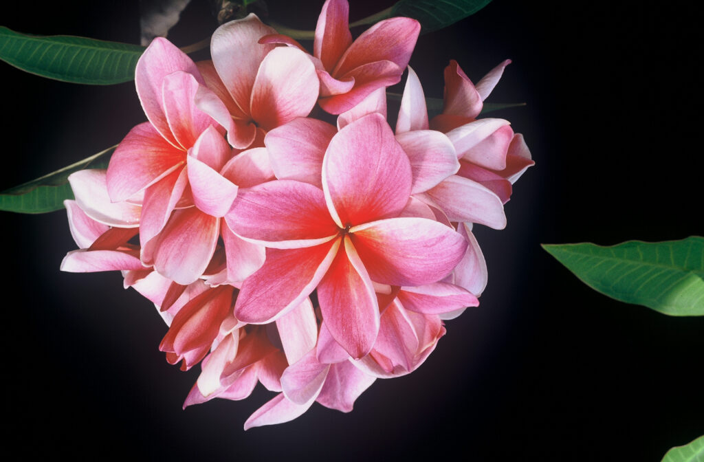 Kimi Moragne plumeria photo