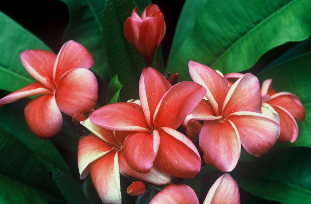 Lurline plumeria photo