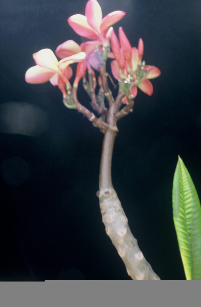 Lurline plumeria photo