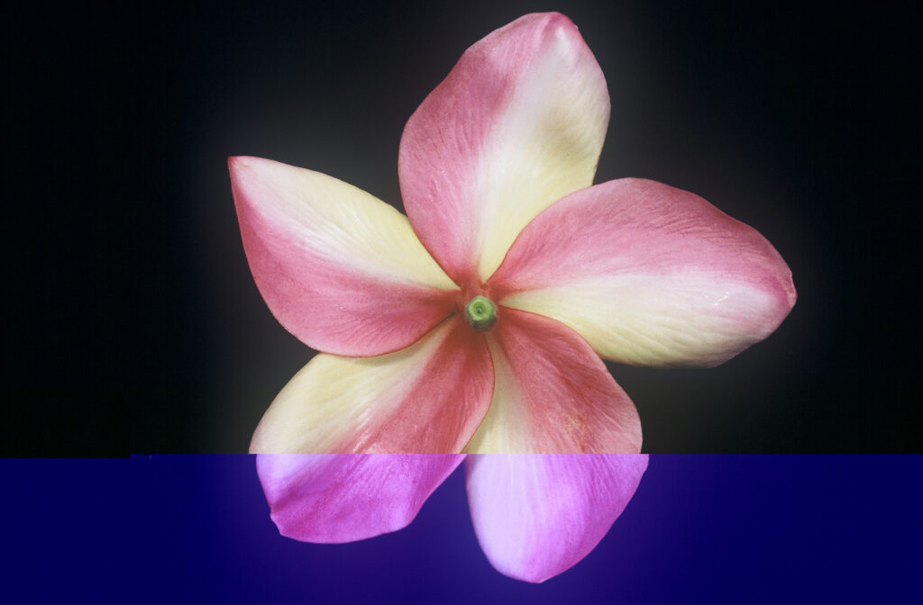 Lurline plumeria photo