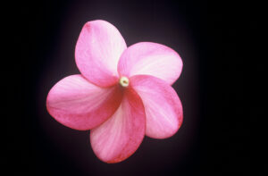 Plastic Pink plumeria