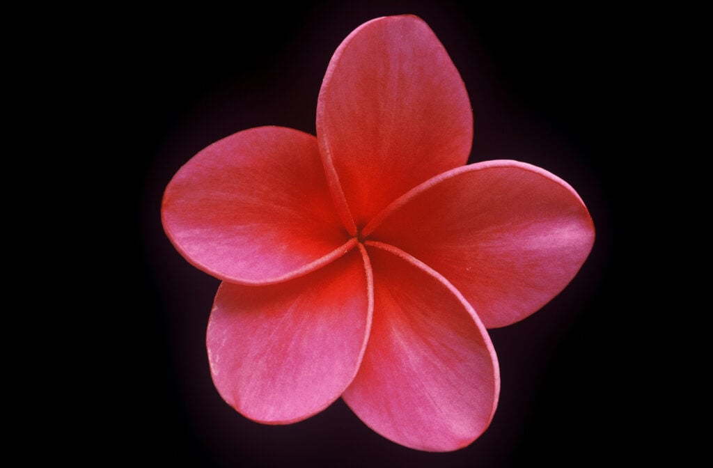 Plastic Pink plumeria photo