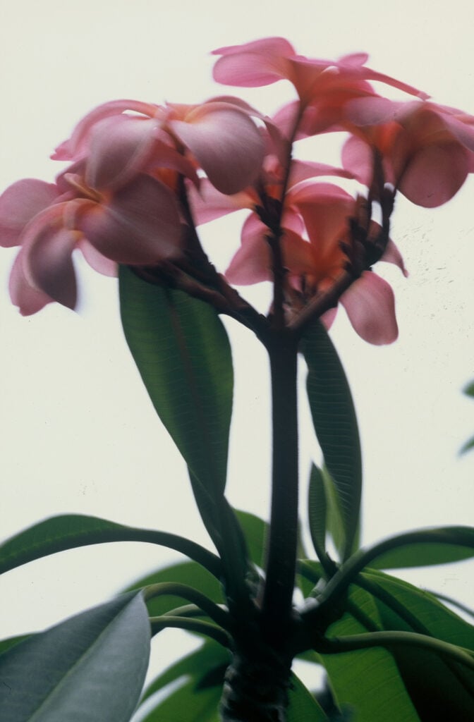 Plastic Pink plumeria photo