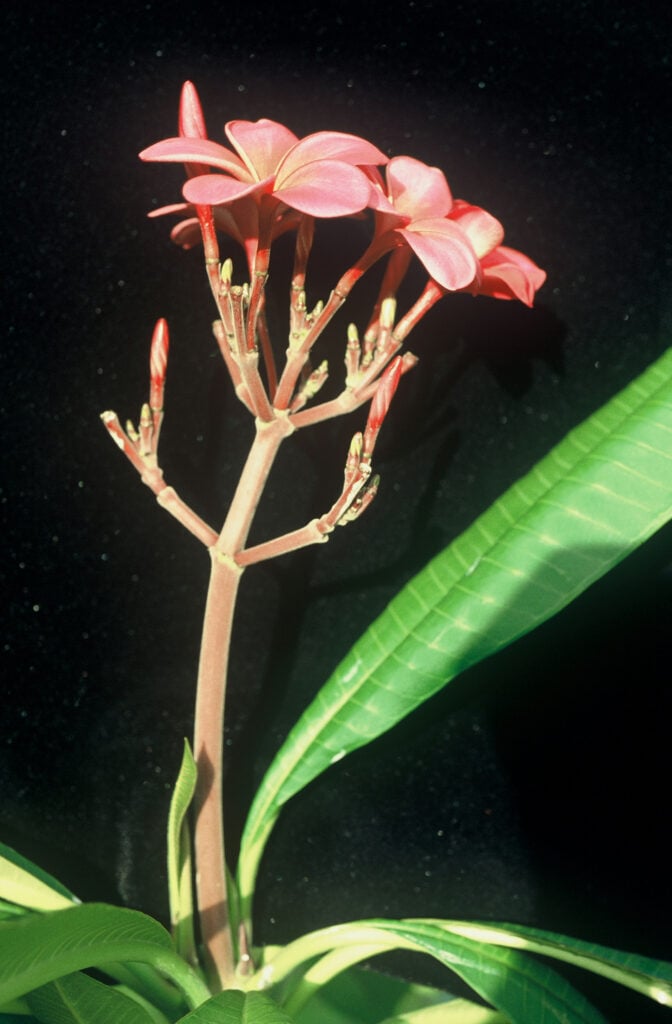 Plastic Pink plumeria photo