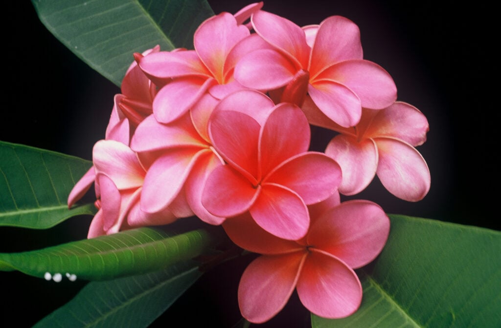 Plastic Pink plumeria photo