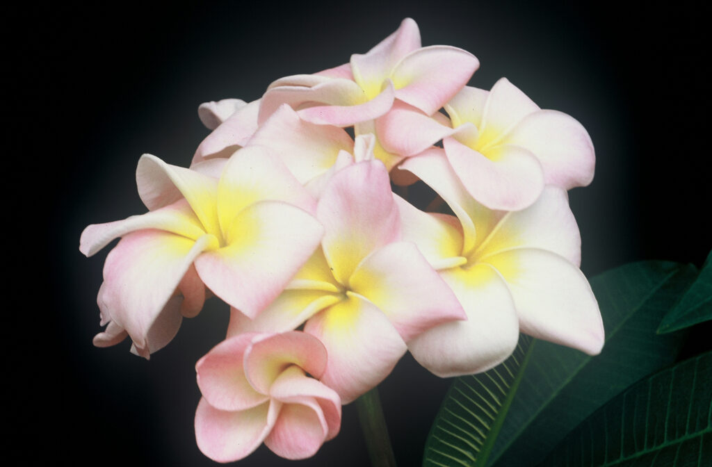 Maui Beauty plumeria photo