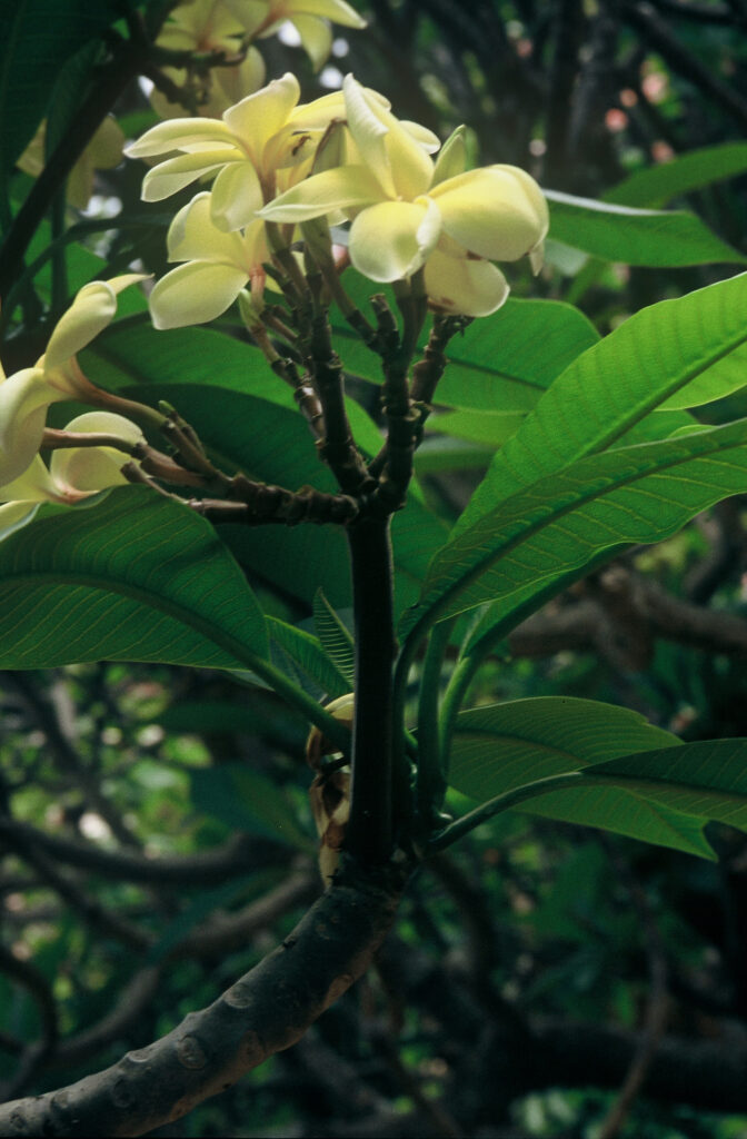 Heidi plumeria photo