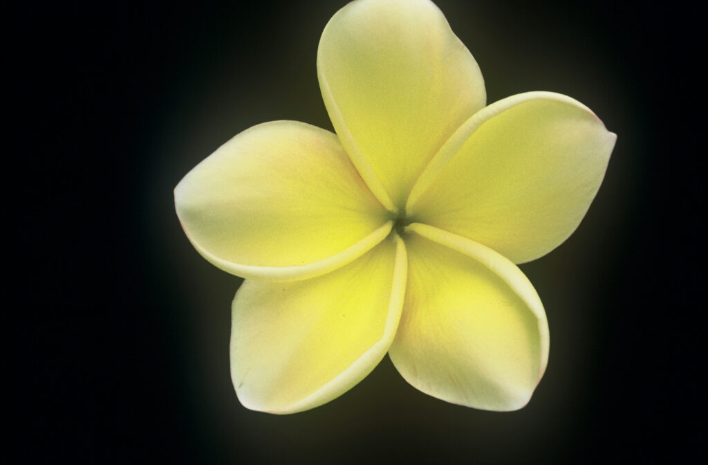 Paul Weissich plumeria photo