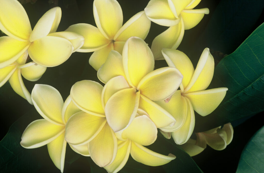 Paul Weissich plumeria photo