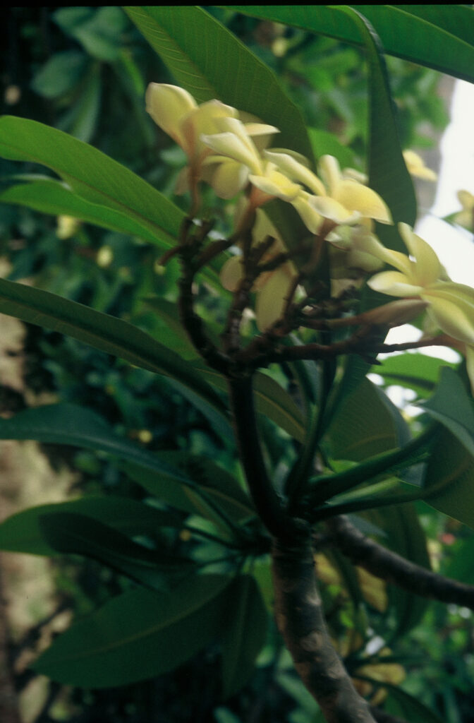 Paul Weissich plumeria photo