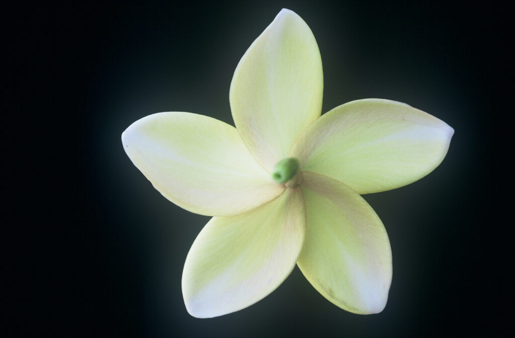 Paul Weissich plumeria photo