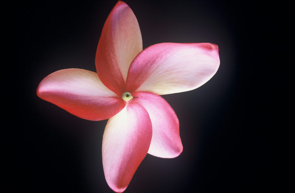 Katie Moragne plumeria photo