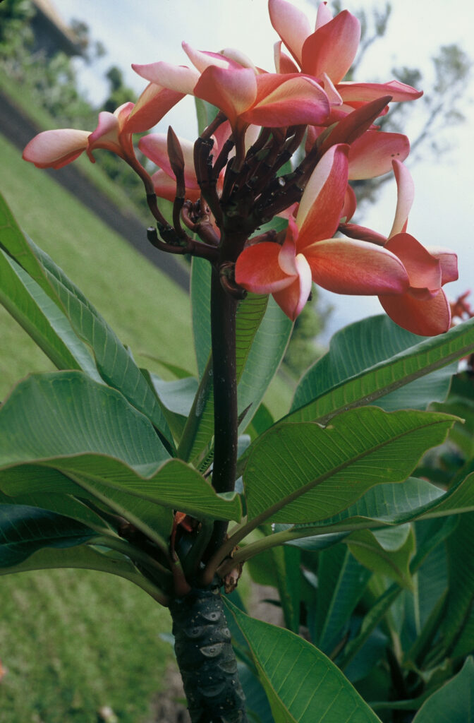 Katie Moragne plumeria photo