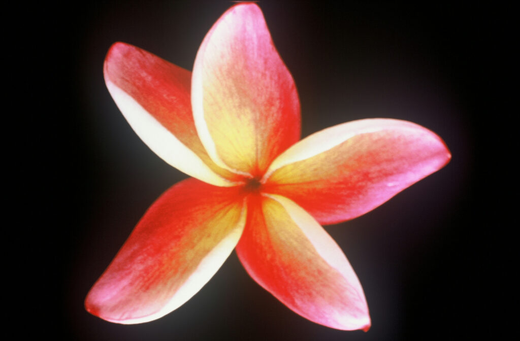 Katie Moragne plumeria photo