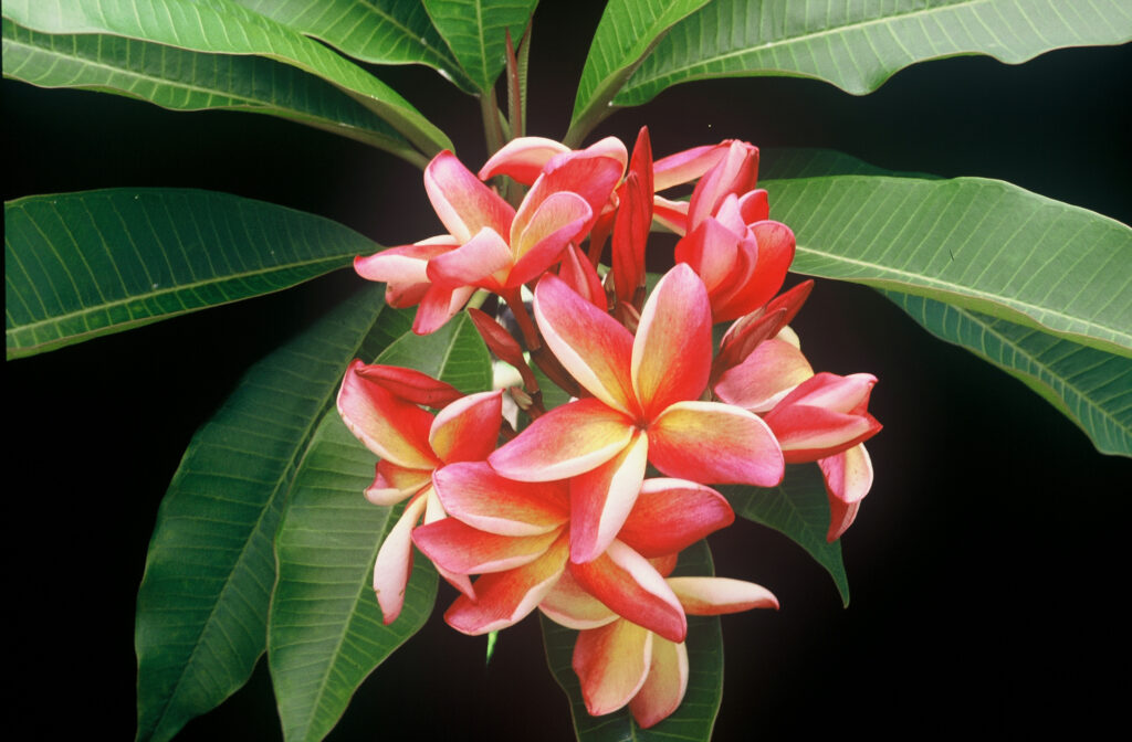 Katie Moragne plumeria photo