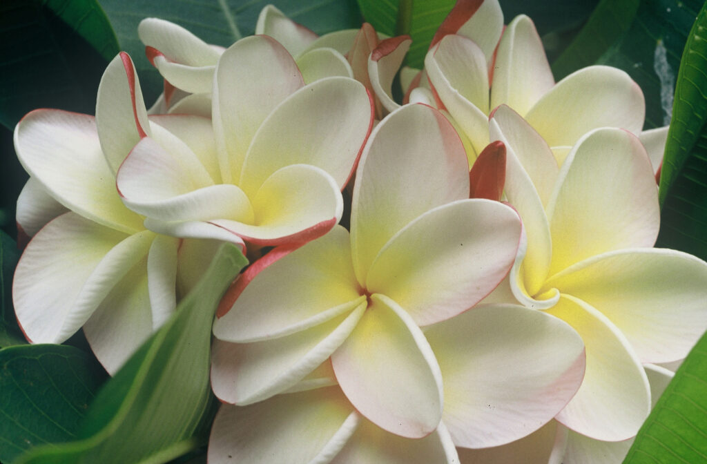 Julie Moragne plumeria photo