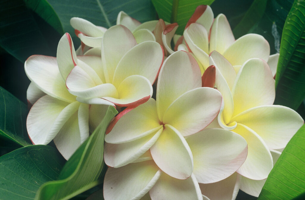 Julie Moragne plumeria photo