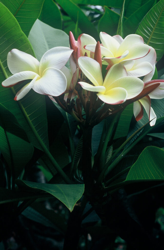 Julie Moragne plumeria photo