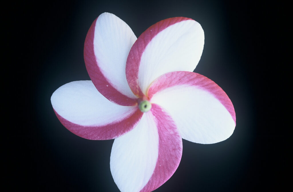 Julie Moragne plumeria photo