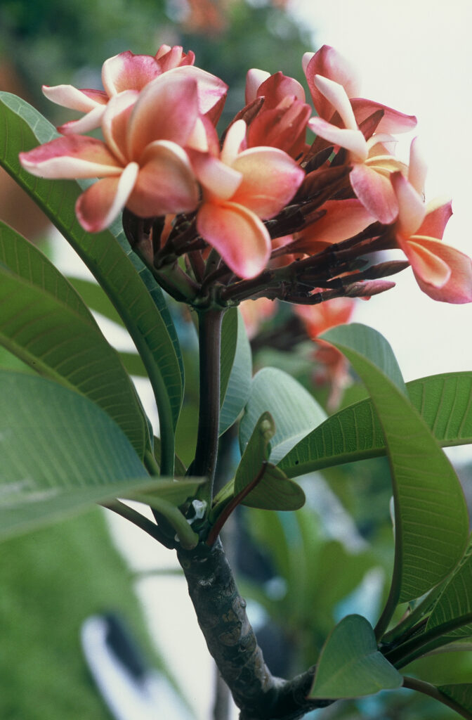 Penang Peach plumeria photo