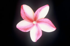 Penang Peach