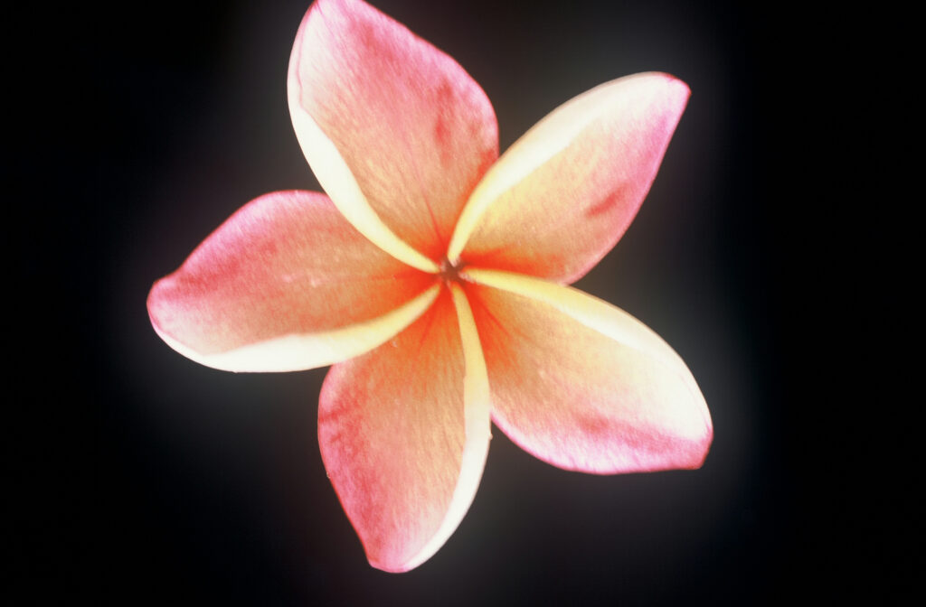 Penang Peach plumeria photo