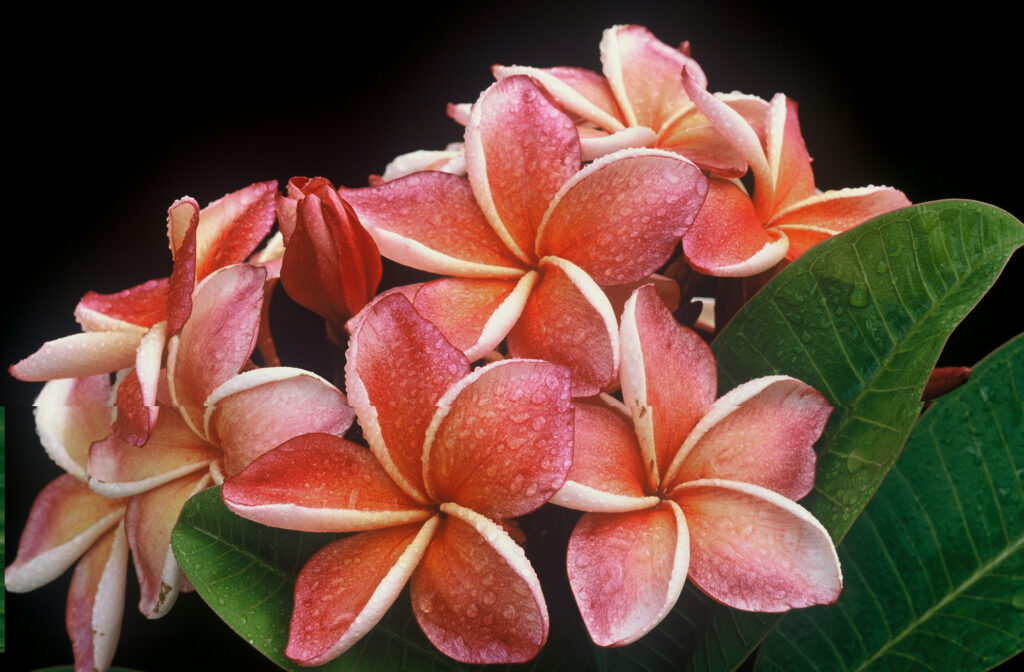 Penang Peach plumeria photo