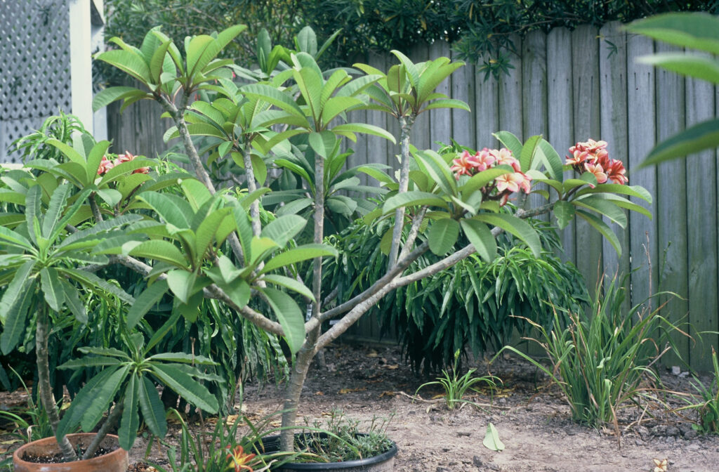 Penang Peach plumeria photo