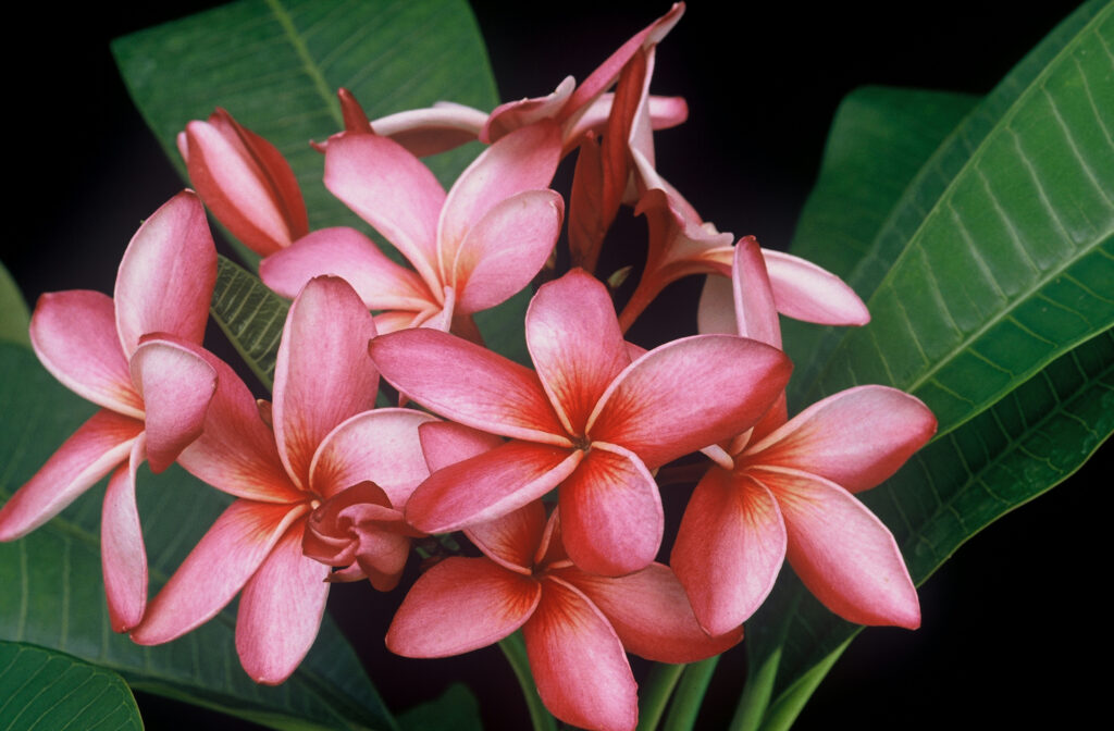 Mary Moragne plumeria photo