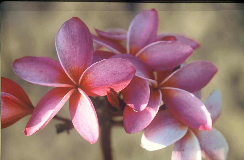 Mary Moragne plumeria photo