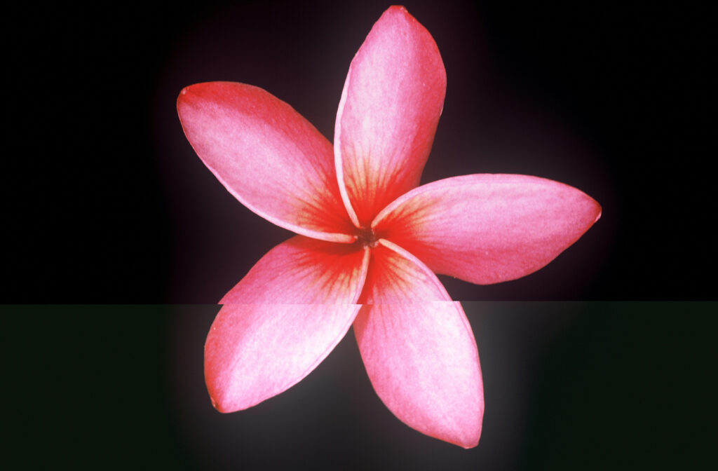 Mary Moragne plumeria photo