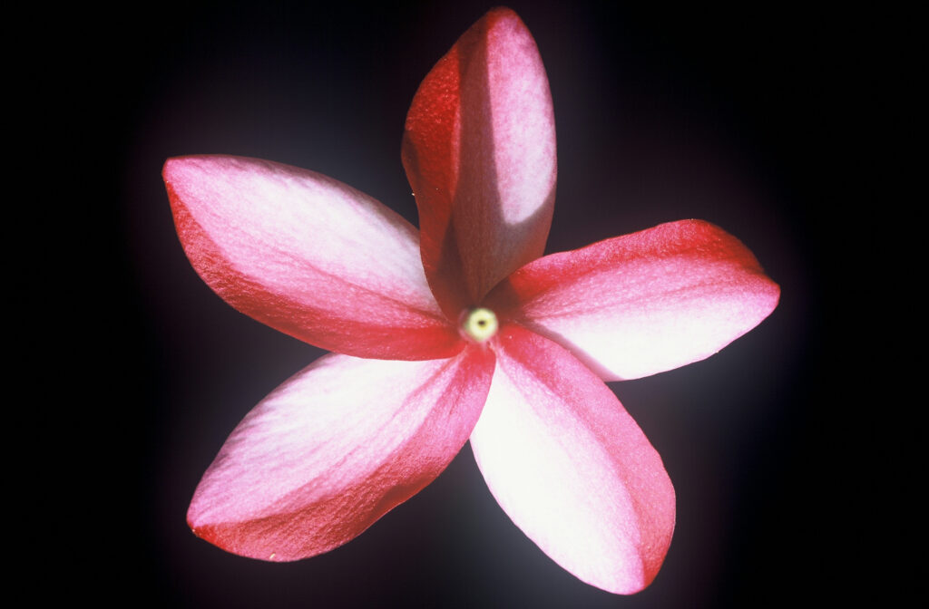 Mary Moragne plumeria photo
