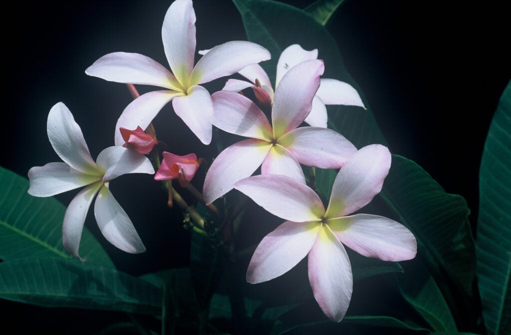 Chompoo Nut plumeria photo