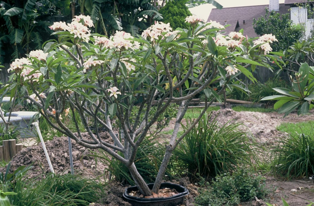 Chompoo Nut plumeria photo