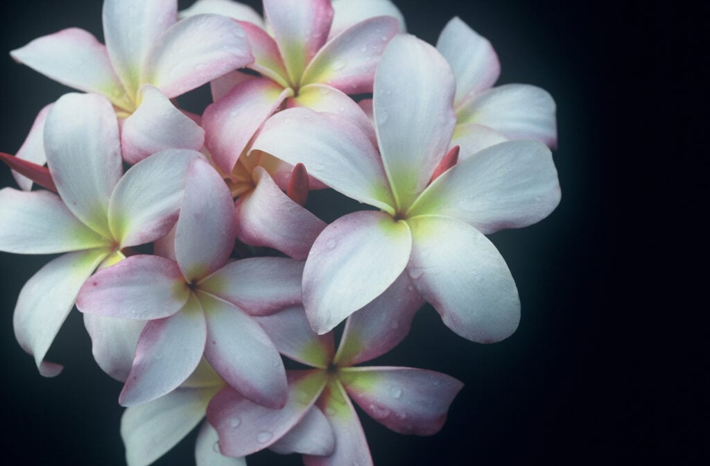 Chompoo Nut plumeria photo