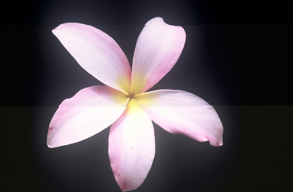 Chompoo Nut plumeria photo
