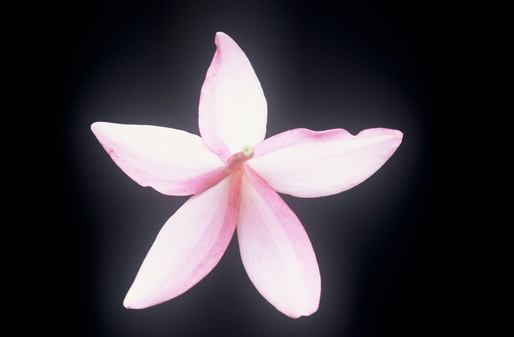 Chompoo Nut plumeria photo