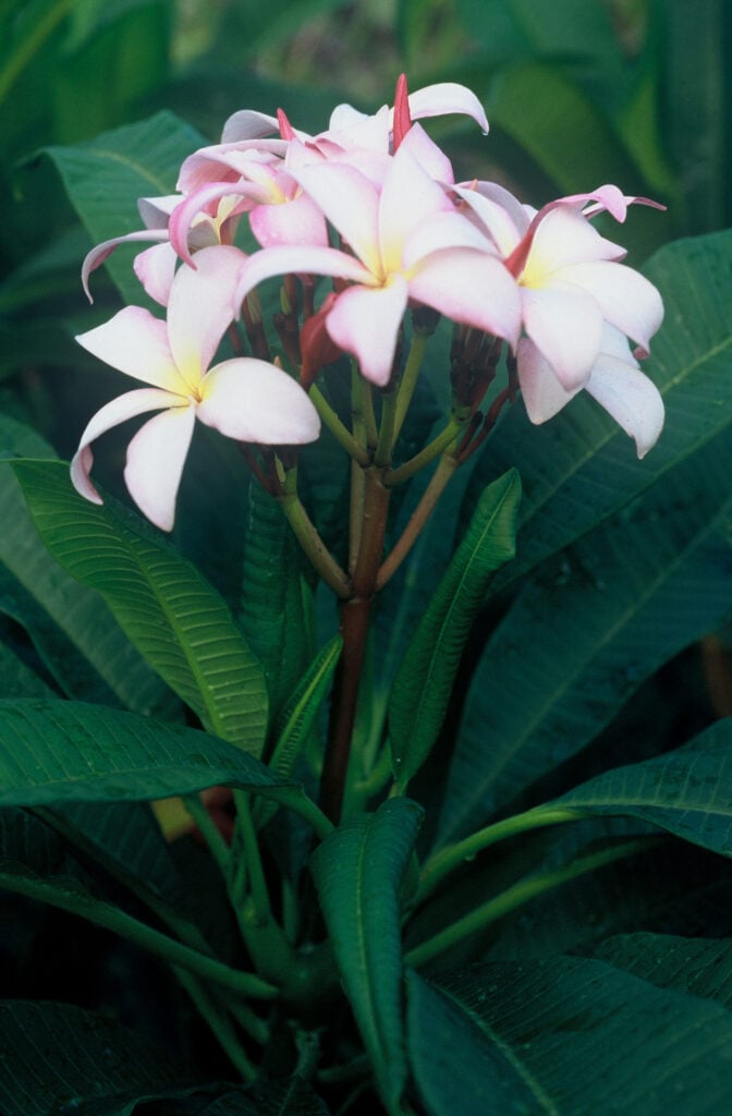 Chompoo Nut plumeria photo