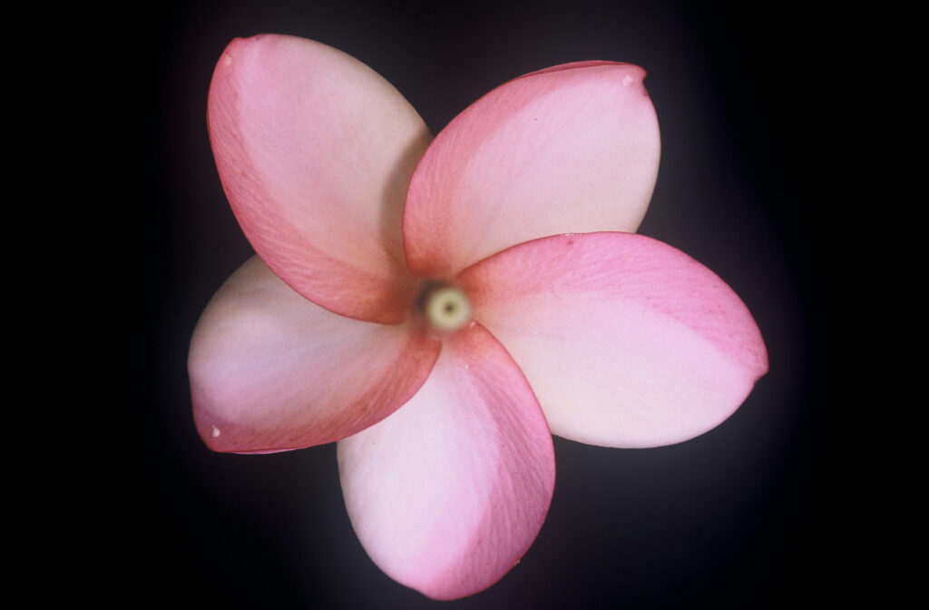 Caribbean Sunset plumeria photo