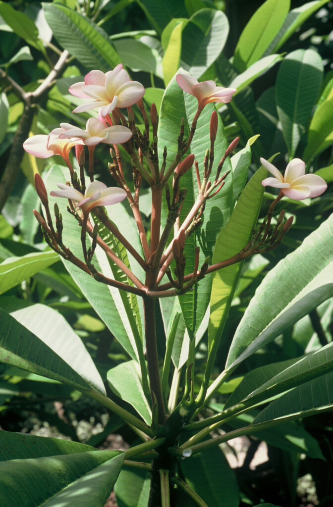 Caribbean Sunset plumeria photo