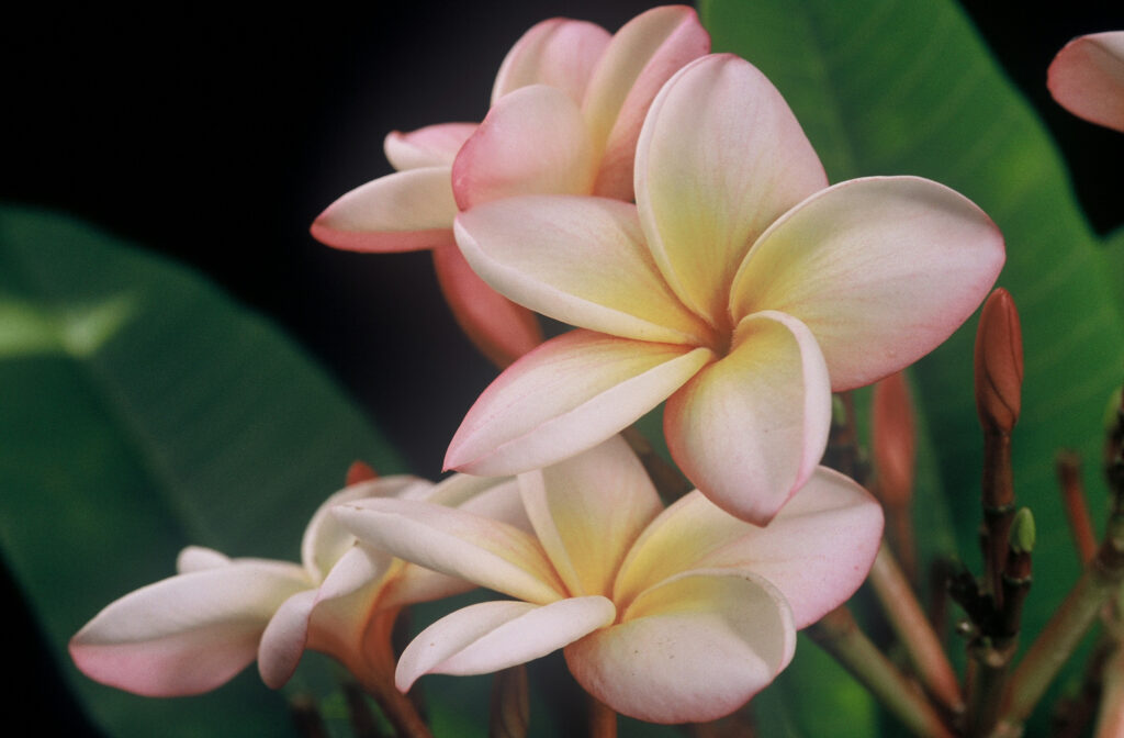 Caribbean Sunset plumeria photo
