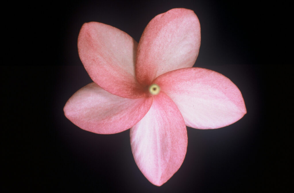 Porcelain Pink plumeria photo