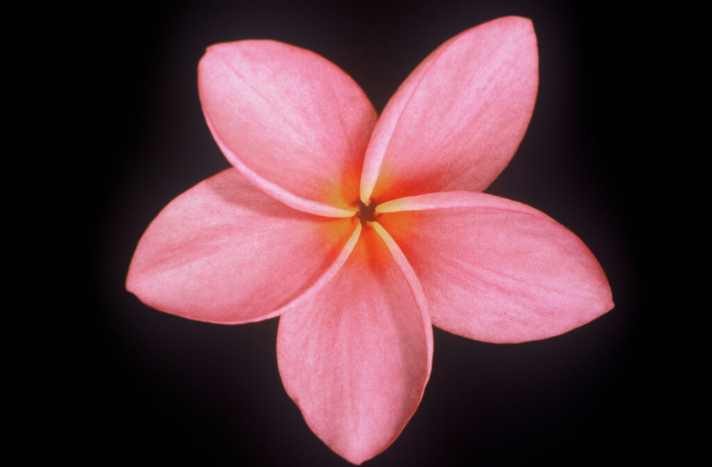 Porcelain Pink plumeria photo