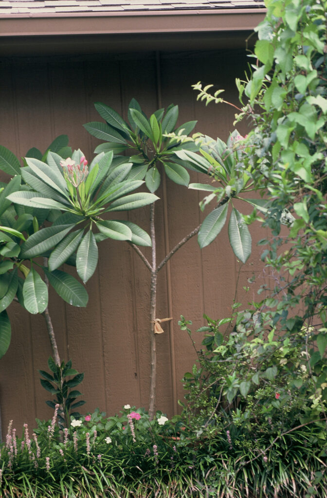 Porcelain Pink plumeria photo