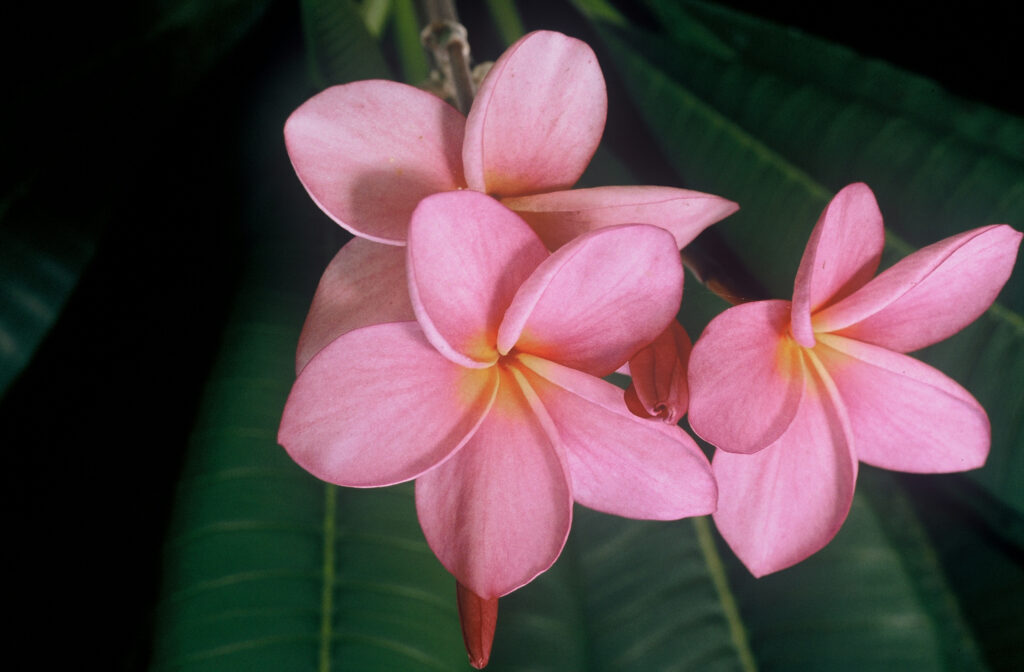 Porcelain Pink plumeria photo