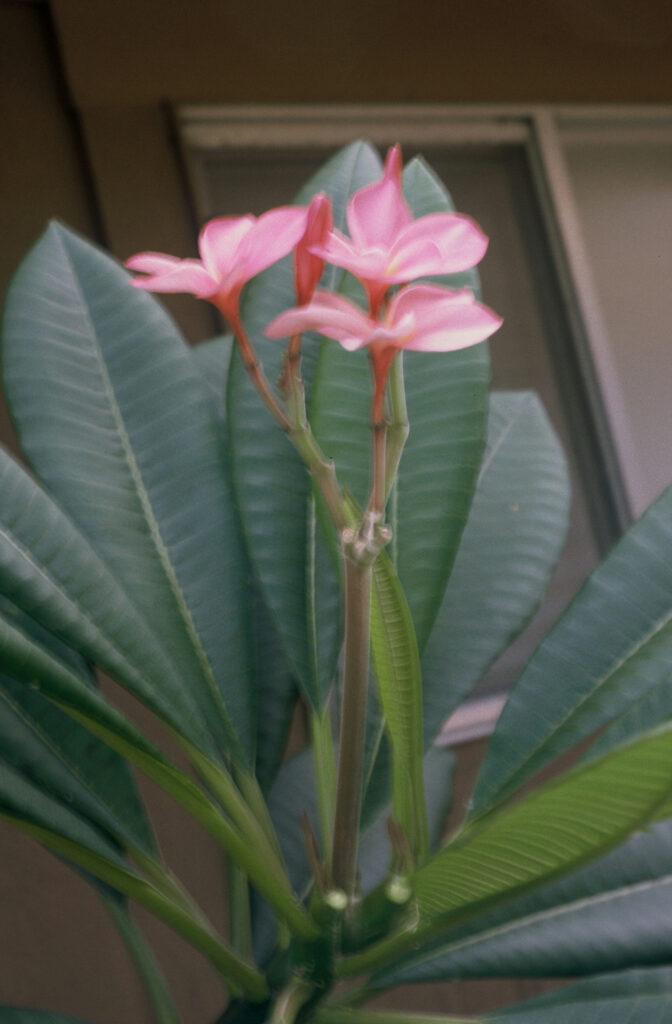 Porcelain Pink plumeria photo