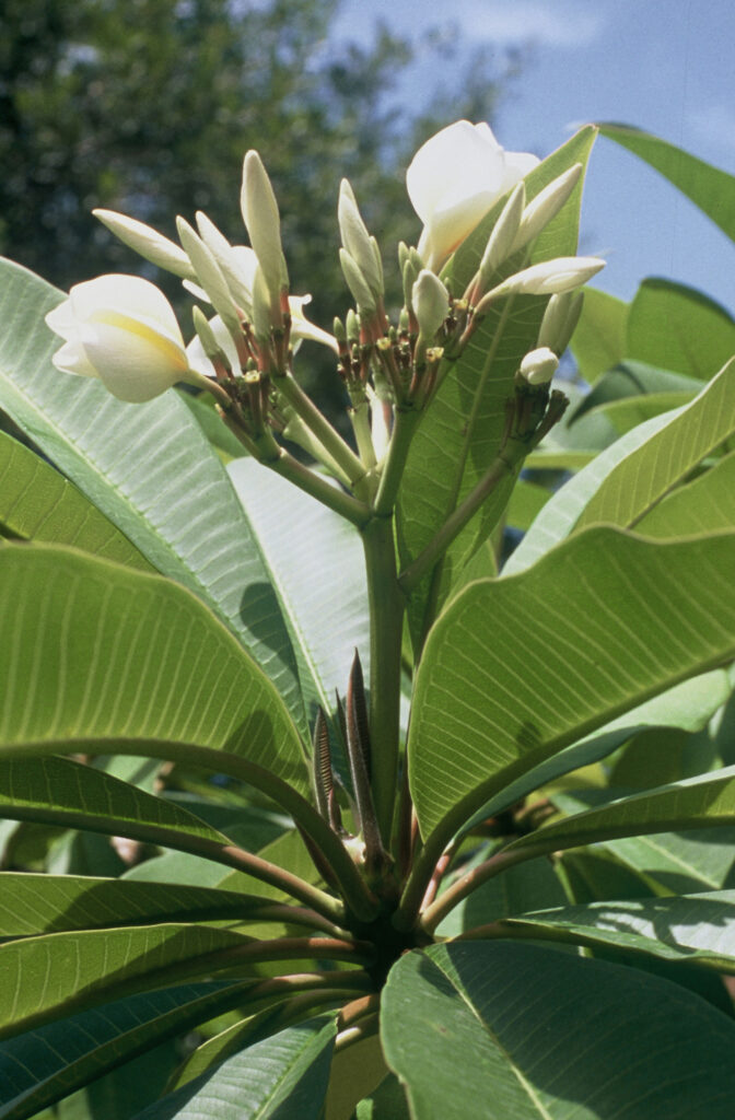 Texas Lantern plumeria photo