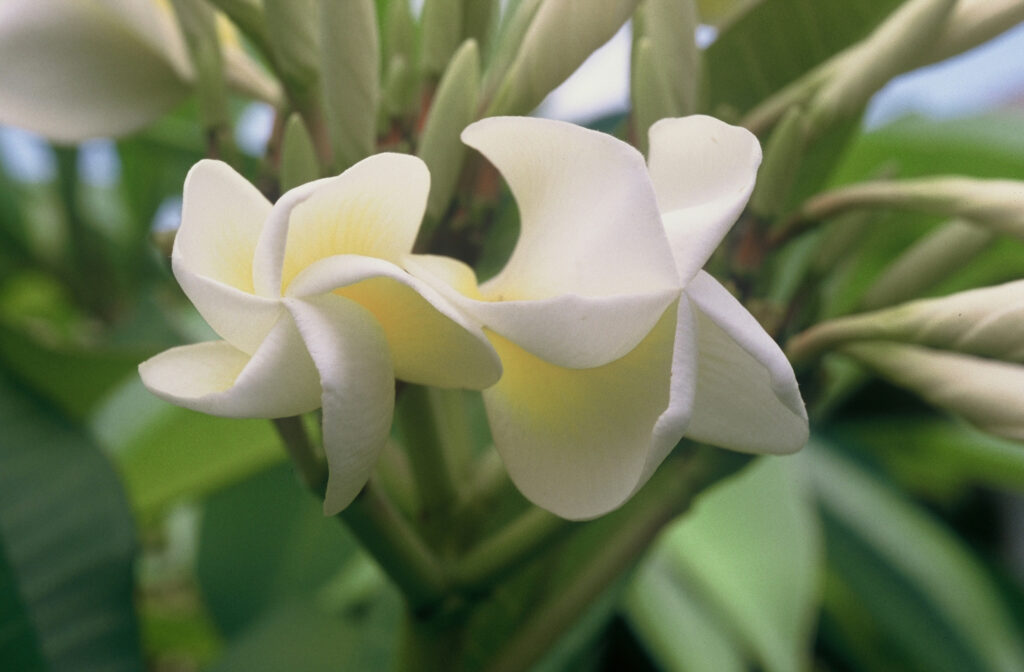 Texas Lantern plumeria photo