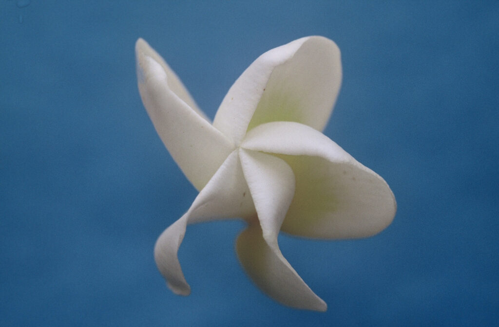 Texas Lantern plumeria photo